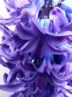/album/plants/plant-15-jpg/